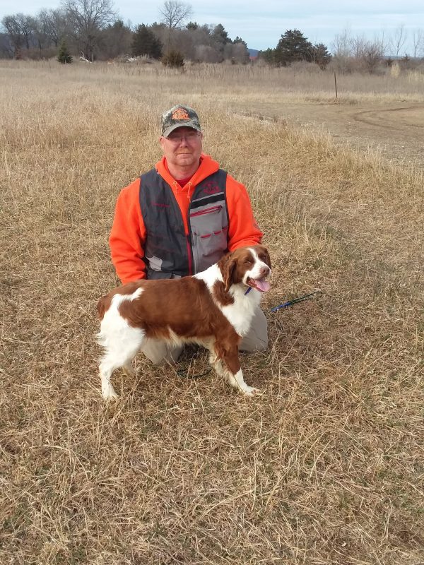 working brittany spaniels for sale